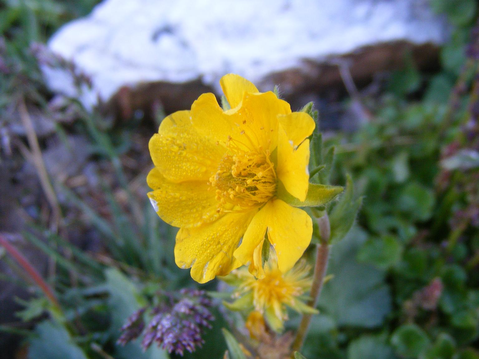 Sentieri ferrati, sentieri fioriti: i fiori dell''Albiolo